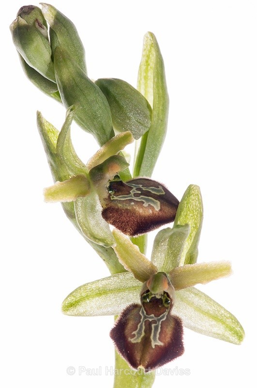  - WB: Orchids - Ophrys