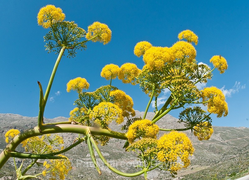  - Plants: wide-angle