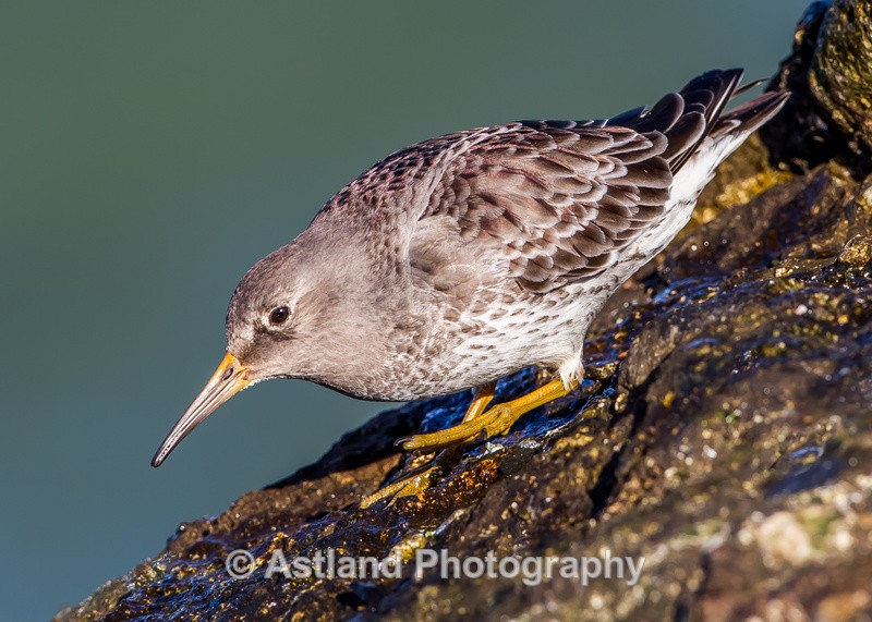 Astland Photography, Bird and Wildlife Images, Susan and Peter Wilson, U.K.