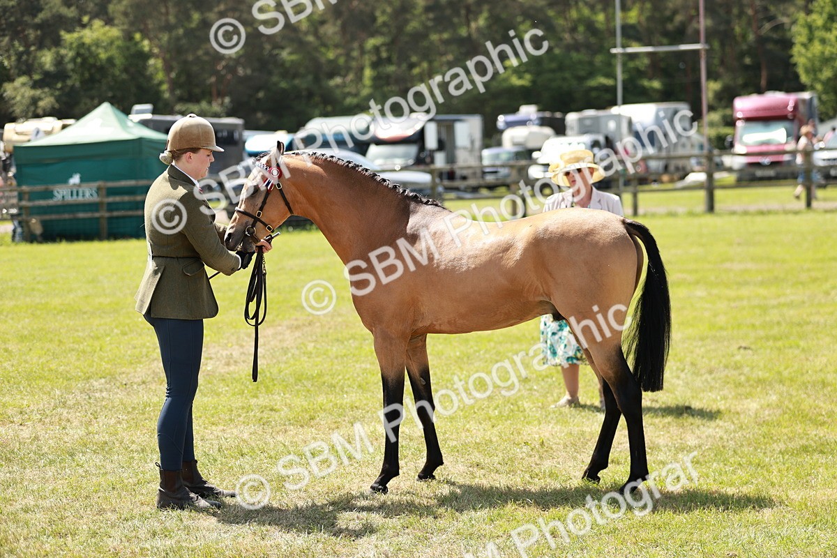 SBM_05572 - Class 41-45 - Riding Pony-Hunter Pony Breeding
