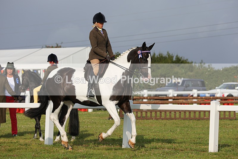 1X9A2860 - Class 25: Ridden Plaited Coloured Horse