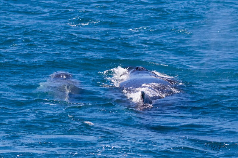 Off they go 0A3A6559 - Humpback Whales