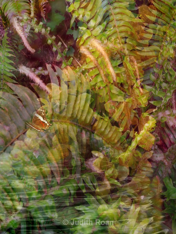 Rhody and Butterfly - Photo Montages