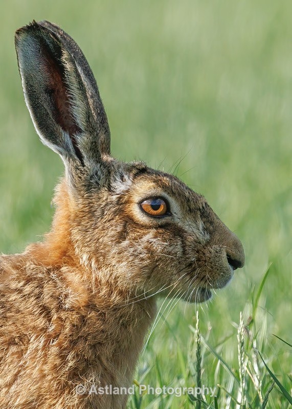 Brown Hare - Latest Images