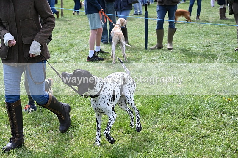 WJ6_8969 - Class 8 Best Working / Gun Dog or Bitch