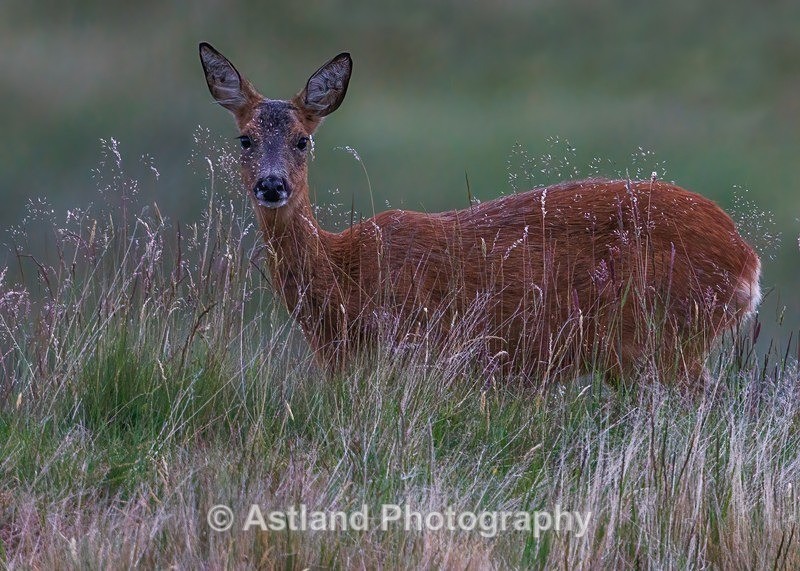 Roe Deer - Latest Images