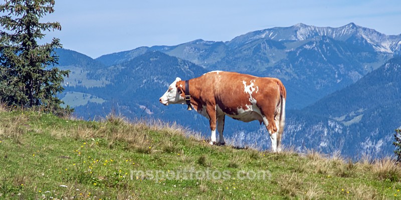 Alpine mower - Travel, city/land scapes