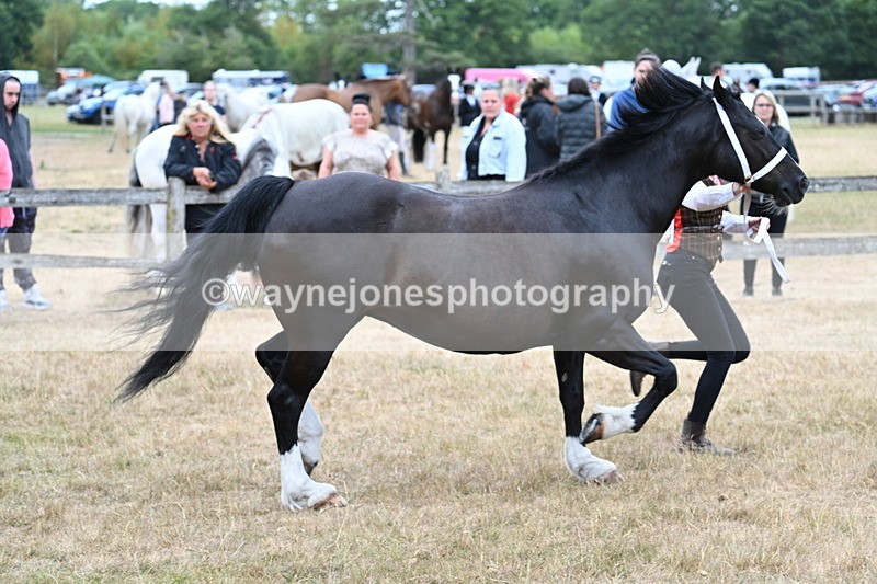 WJ7_8425 - Class 4 Prettiest Mare up to 14.2hh