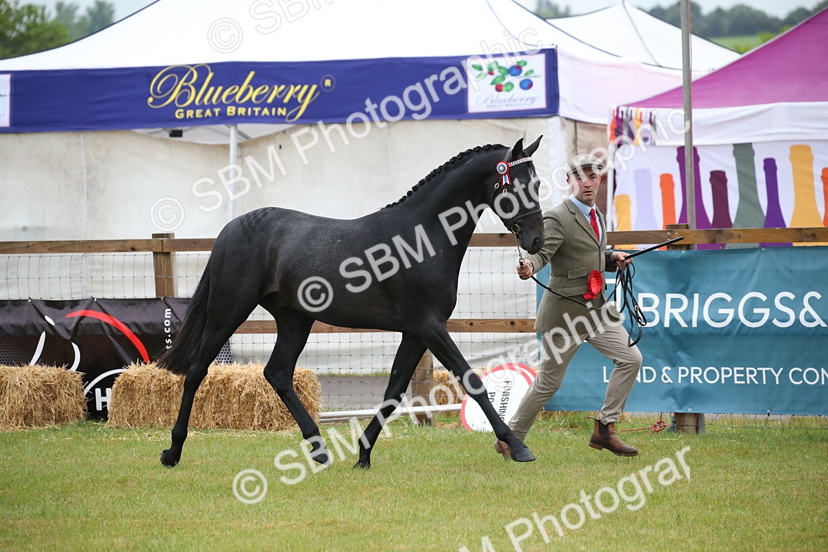SBM_00099 - Class 17-20 - Arab & Part Bred - Anglo Arab In Hand