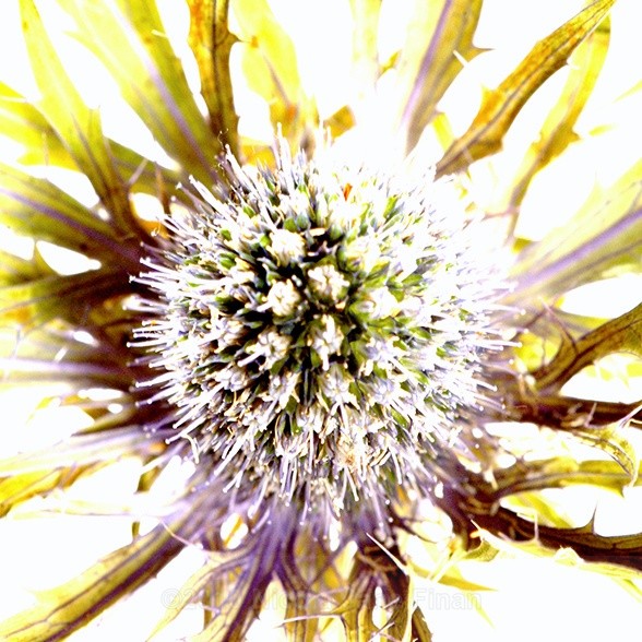 T1jpg - Flowers and Nature