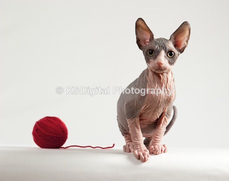  - Misfits Sphynx