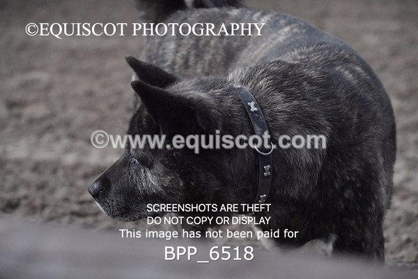 BPP_6518 - CLASS 1 60CM