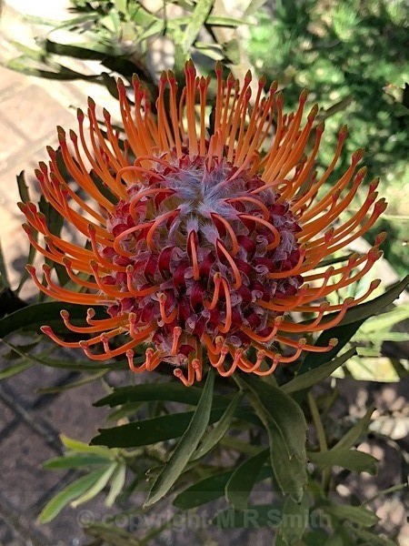 Protea- Sth Africa - MACRO & CLOSE UPS
