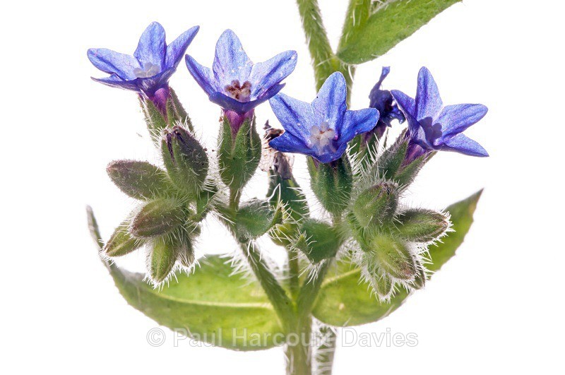 Italian Bugloss (Anchusa hybrida) MYN in the garden at Podere Montecucco, Orvieto - Plants - WB