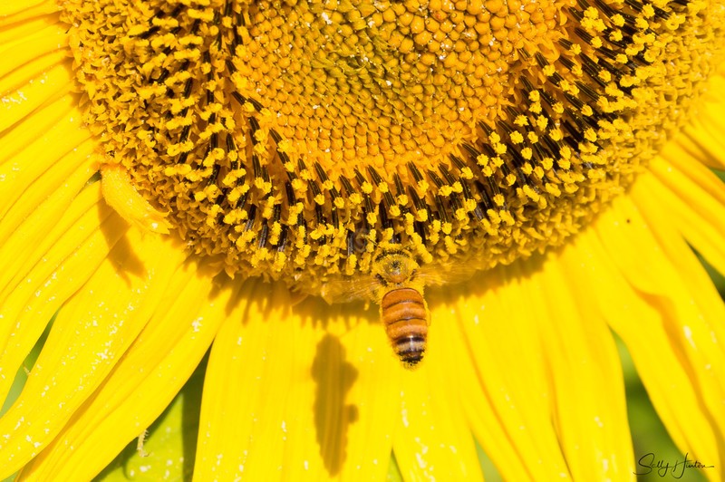 Sunflower and Bee 21
