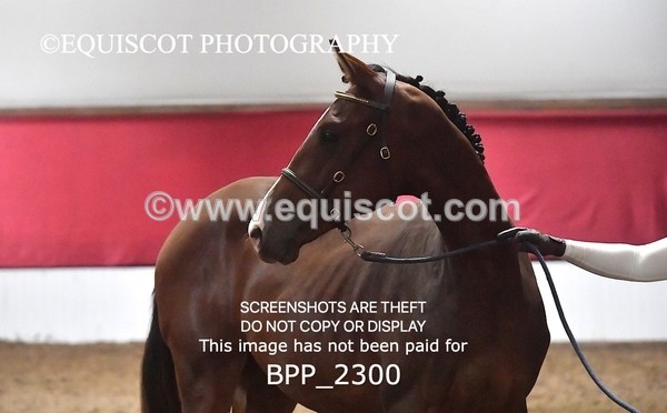 BPP_2300 - AFTERNOON 12.30 - 3.30PM