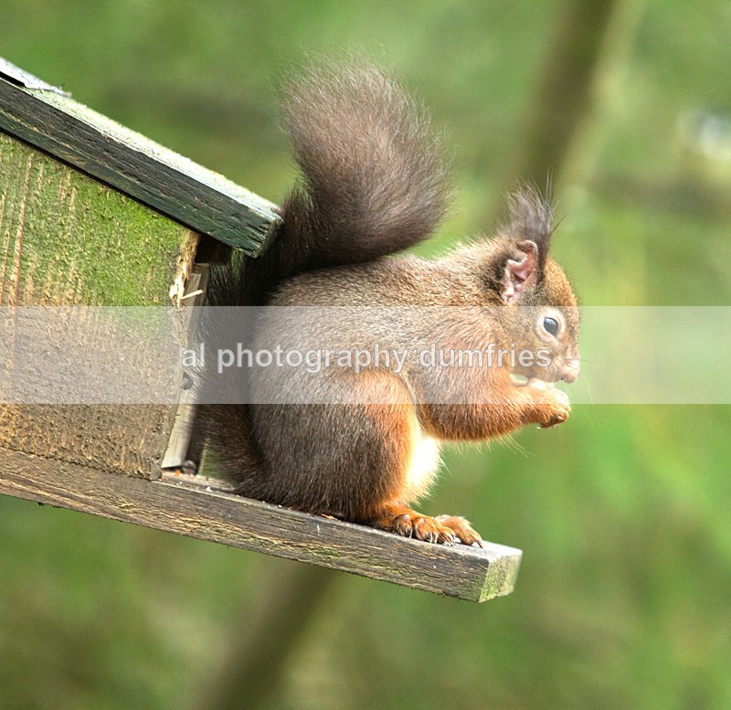 Red Squirrel 11 (disambiguation). - Eskrigg Nature Reserve Lockerbie