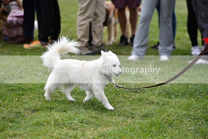 WJ5_9416 - Class 1 Best Cross Breed / Heniz 57