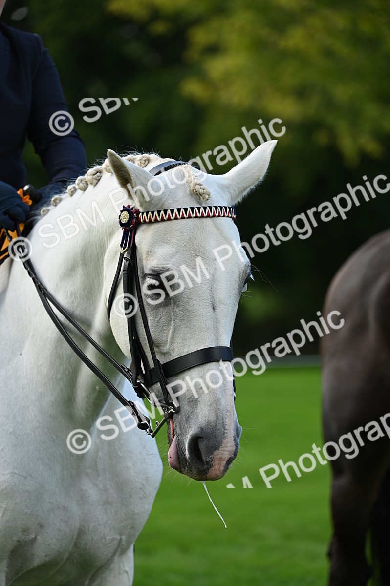 SBM_02084 - S2 - TSR Ridden Horse Showing