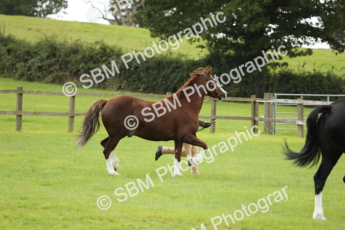 SBM_65561 - S47 - Mountain & Moorland In Hand Large Breeds