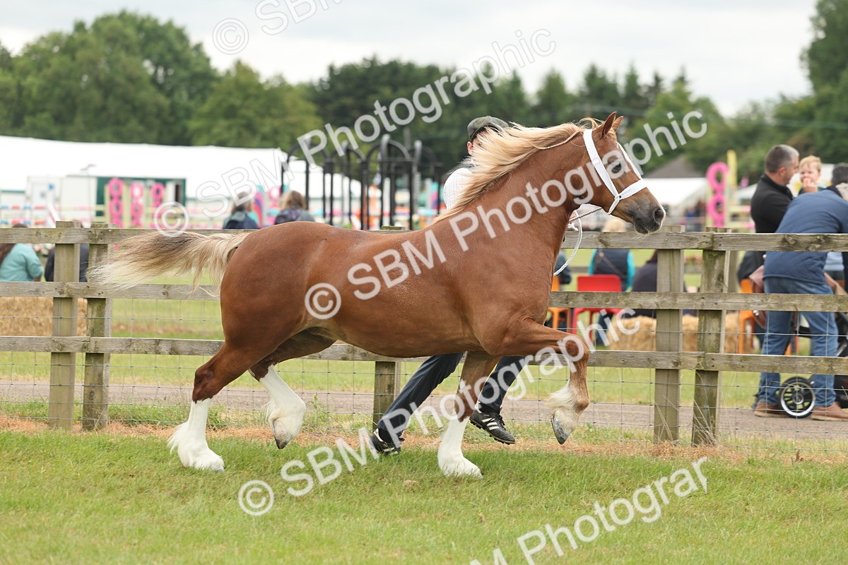 SBM_04852 - Class 50-57 - M&M Welsh Pony In Hand