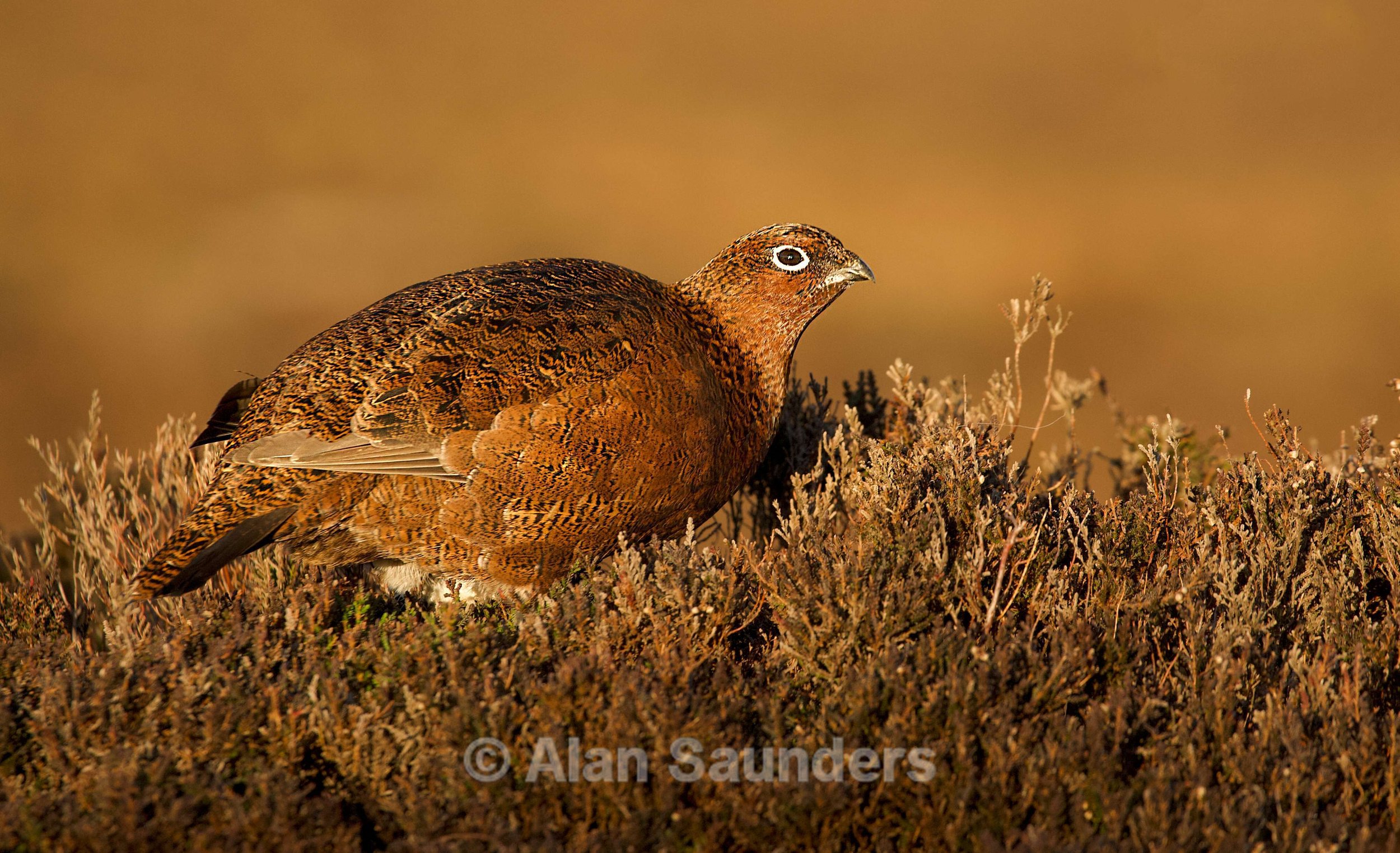 Red Grouse 4