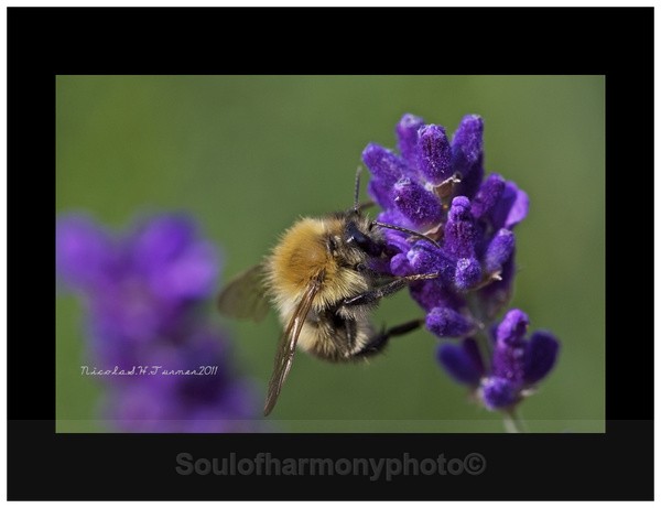 Honey Bee... - Invertebrate's Macro
