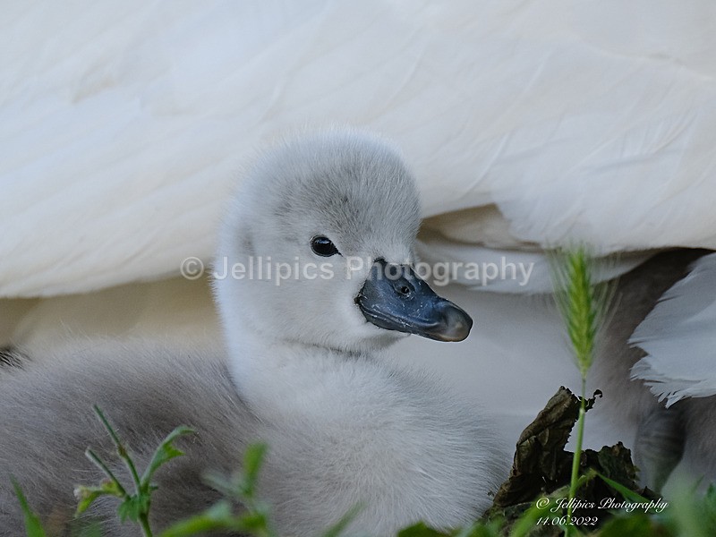  - Wildlife and Nature