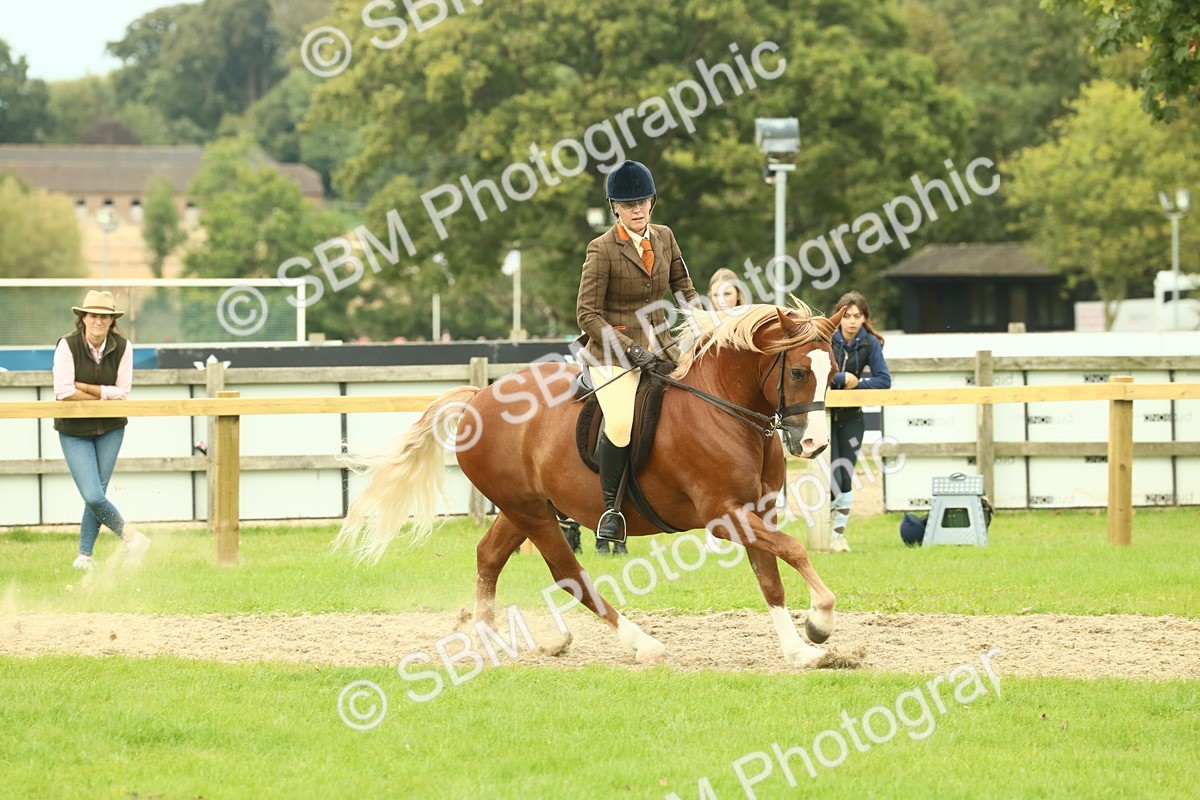SBM_71962 - S60 - Mountain & Moorland Ridden Large Breeds