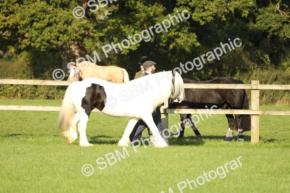 SBM_60804 - S43 - Coloured Pony In Hand
