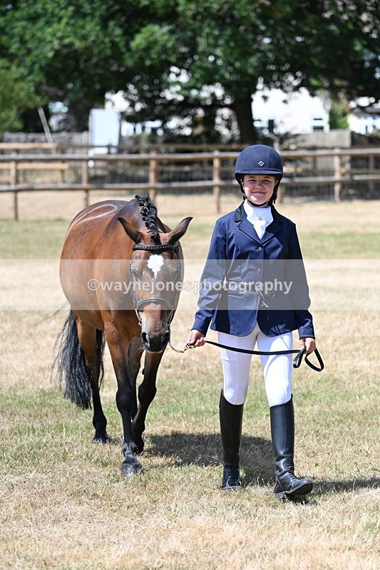 WJ7_2221 - Class 5 Most Handsome Gelding (up to 14.2hh) in hand