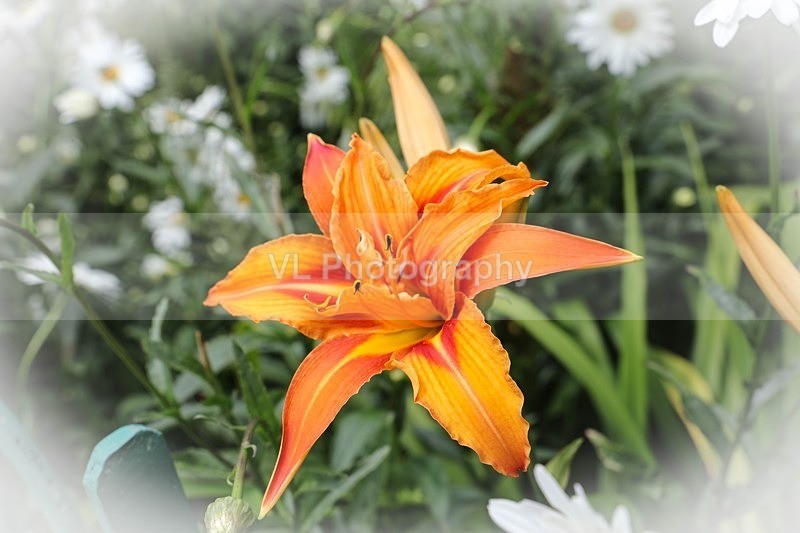 1G5A8275 - Plants and Trees