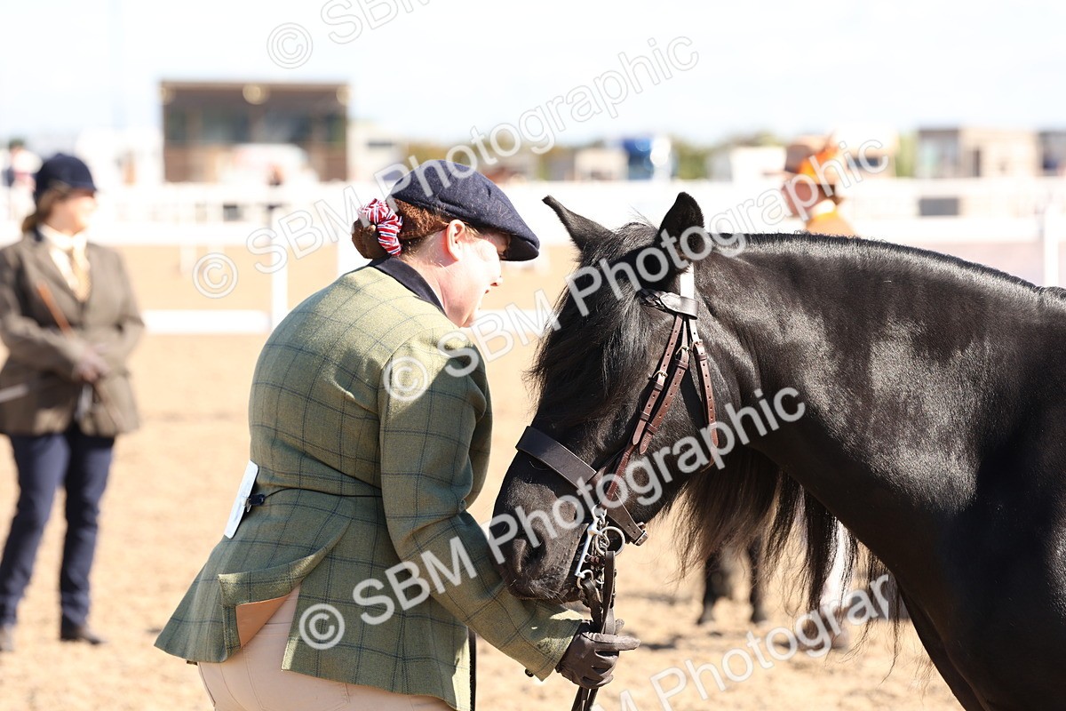 SBM_12946 - Class 206 - IH Non Show Type Pony