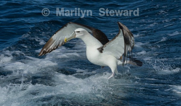 White-capped albatross landing - Exhibition acceptances