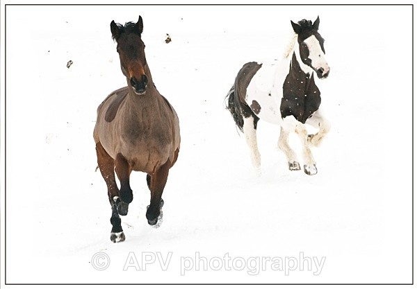  - Horses'n'Ponies