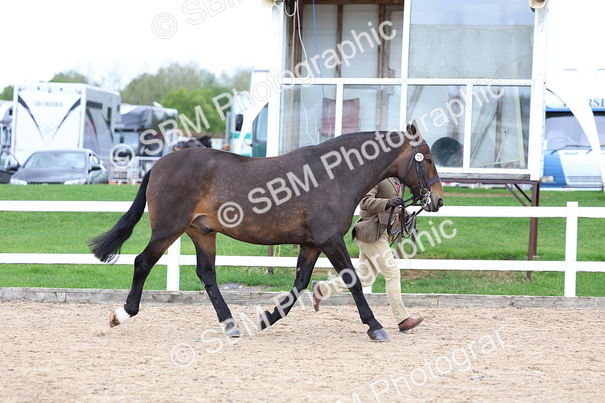 SBM_05693 - Class 28 - IH Veteran Horse