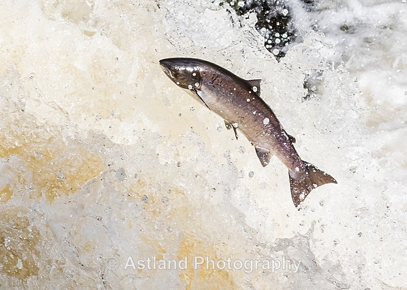 Astland Photography, Bird and Wildlife Images, Susan and Peter Wilson, U.K.