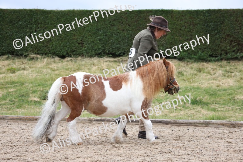 20250524-0414 - Class 5 - Minitures and Sheltands