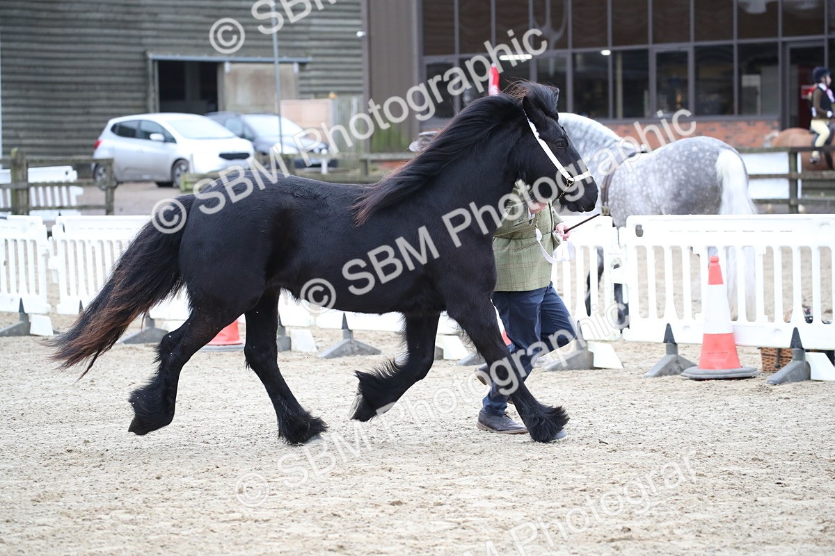 SBM_003979 - Class 1-4 - Young Stock classes Inc. In Hand Championship