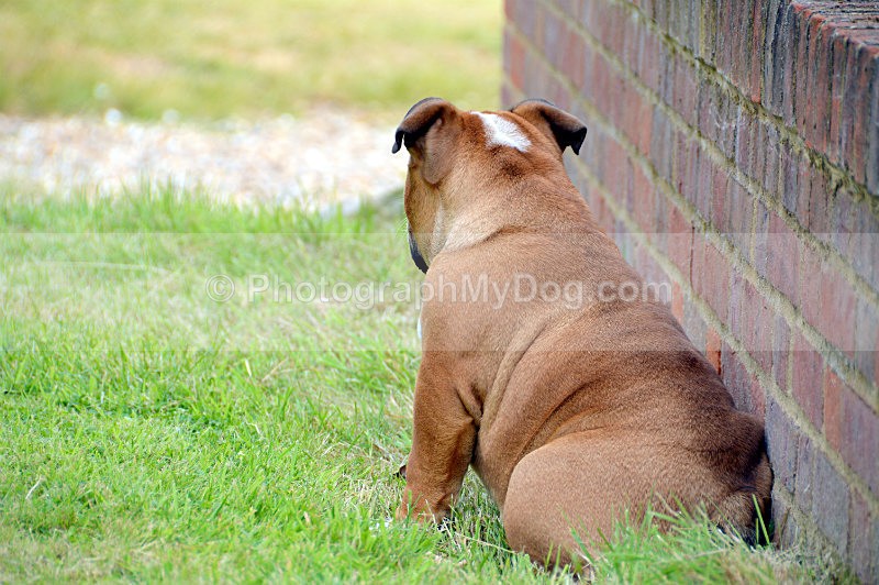  - Bulldogs