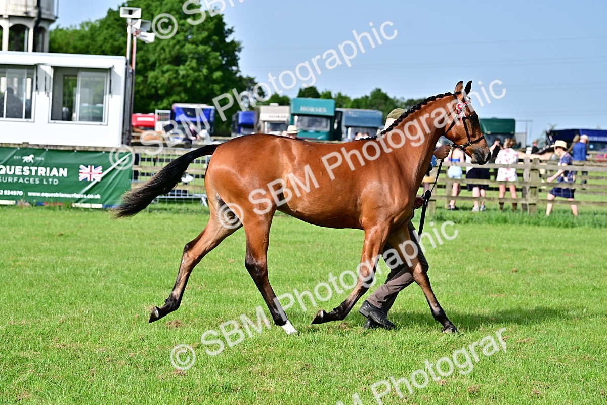 SBM_00098 - Class 46-49 - Arab and Part Bed-Anglo Arab In Hand