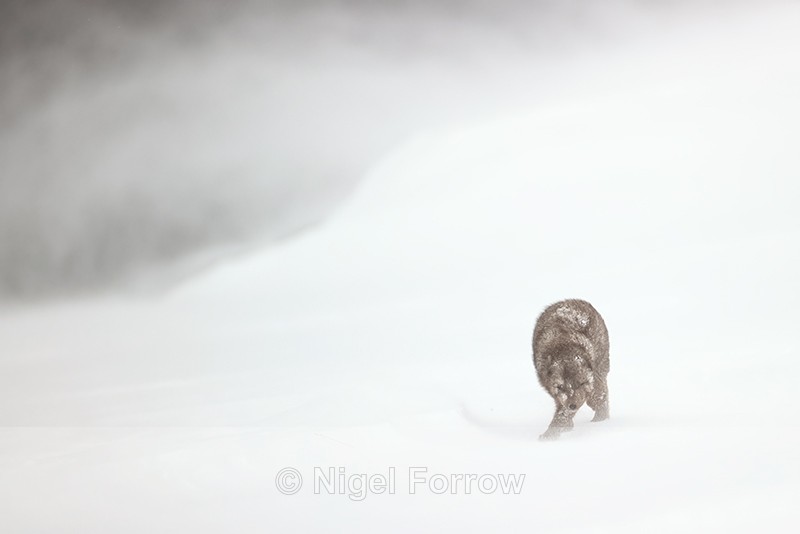 Arctic Fox battling in blizzard, Hornstrandir, Iceland - Arctic Fox