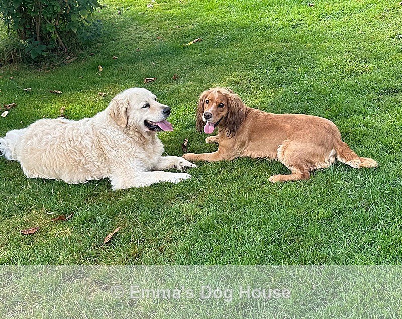  - Dogs