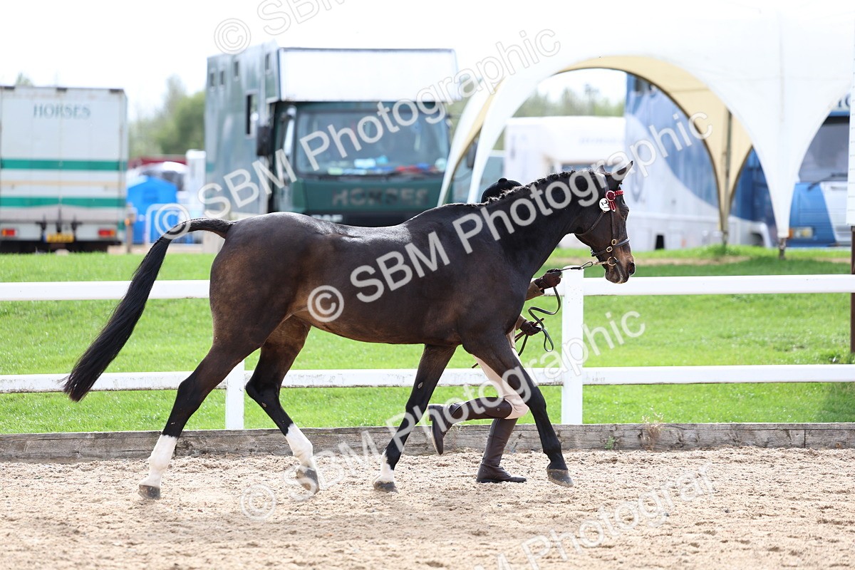 SBM_04443 - Class 26 - IH Foreign Breeds - Part Bred