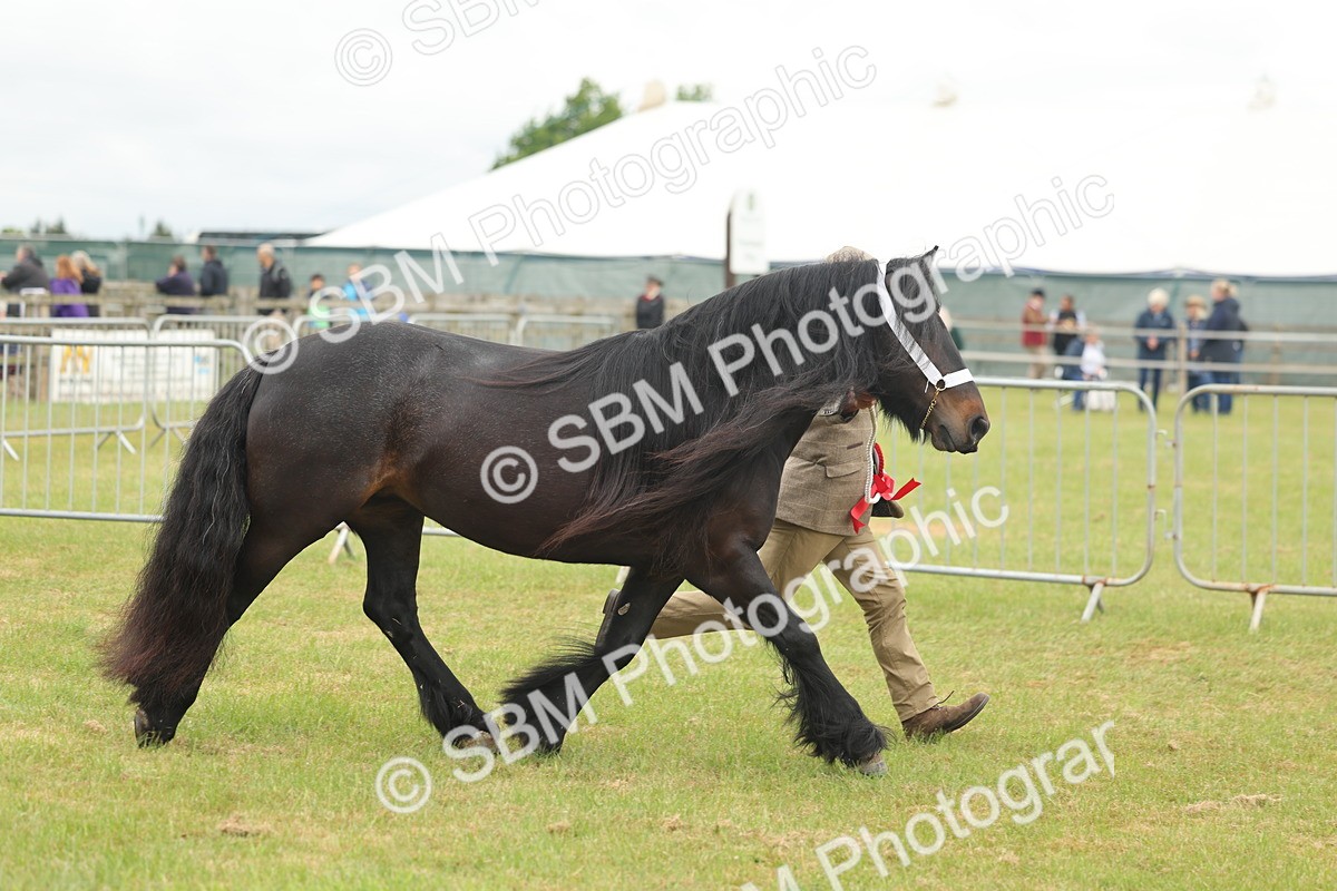 SBM_05053 - Class 50-57 - M&M Welsh Pony In Hand
