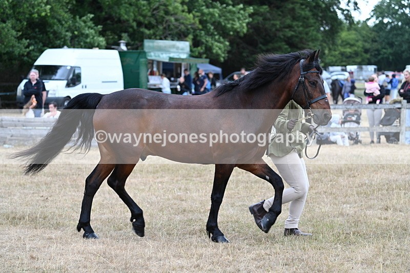 WJ7_9524 - Class 5 Most Handsome Gelding (up to 14.2hh)