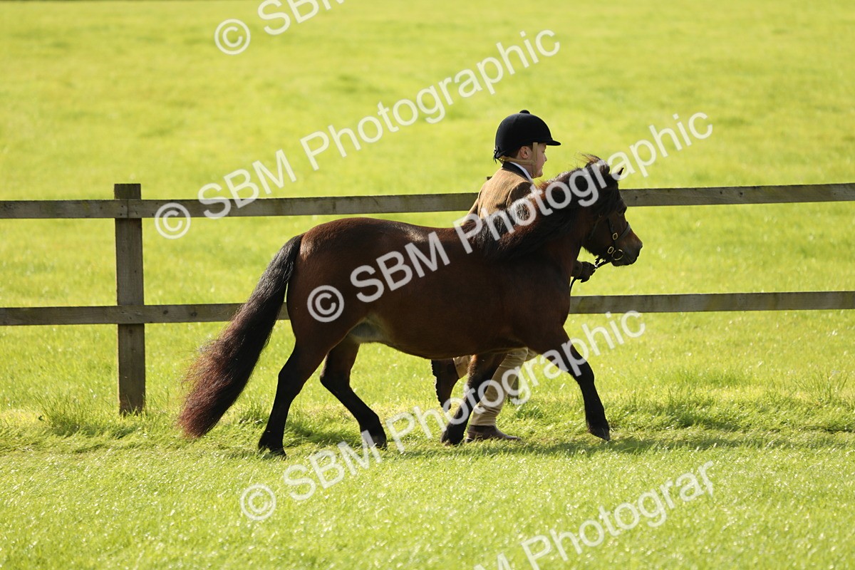 SBM_62744 - S46 - Mountain & Moorland In Hand Small Breeds