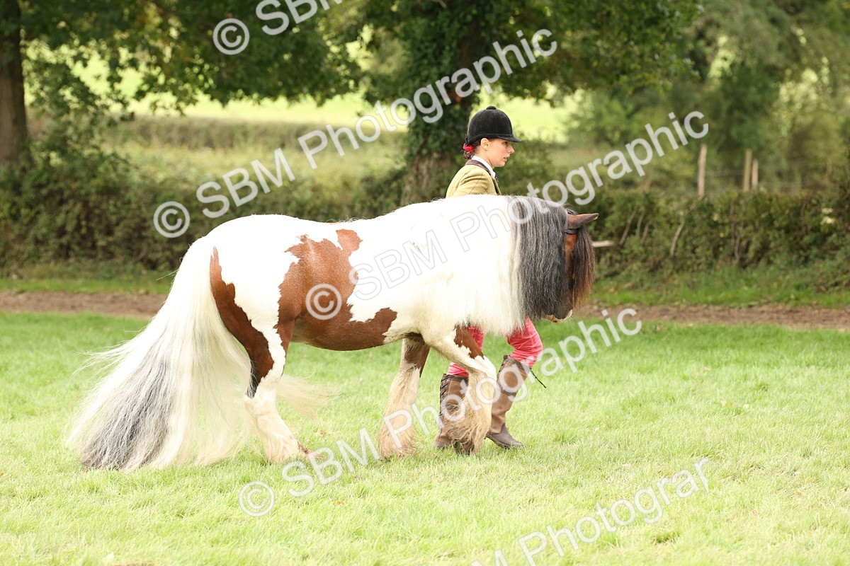 SBM_60827 - In Hand Horse Supreme Championship