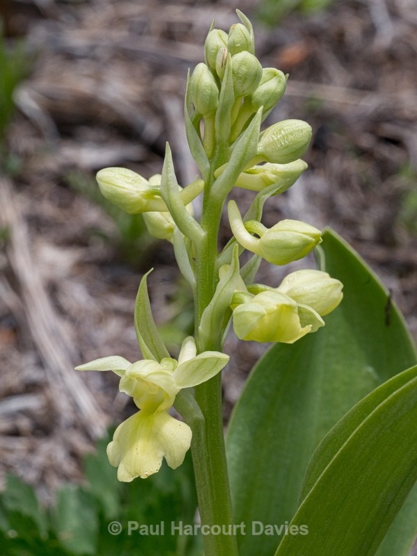Pale-flowered Orchid (Orchis pallens) - Wild Orchids - 1