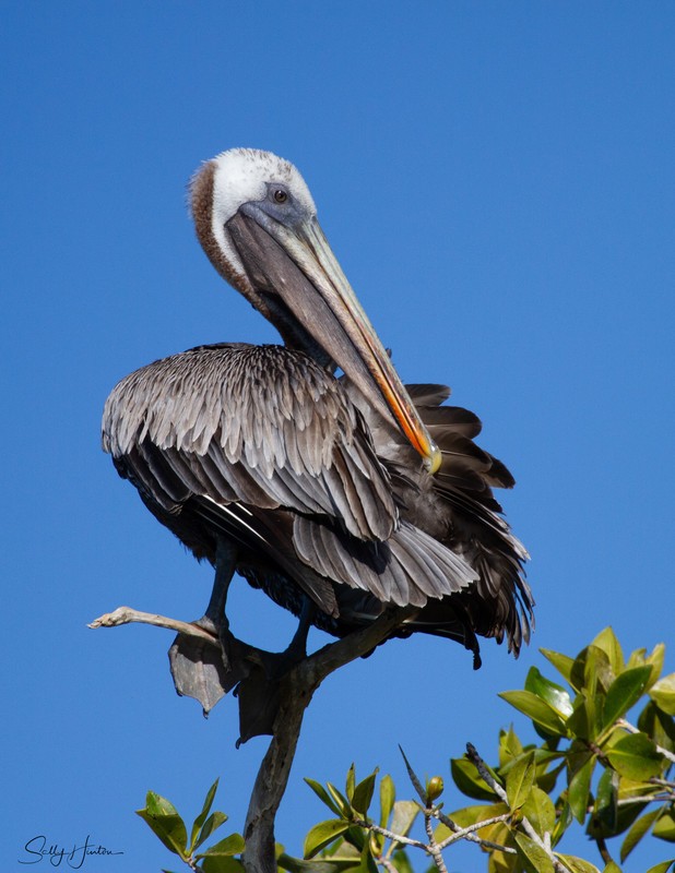 Galapagos Pelican 1